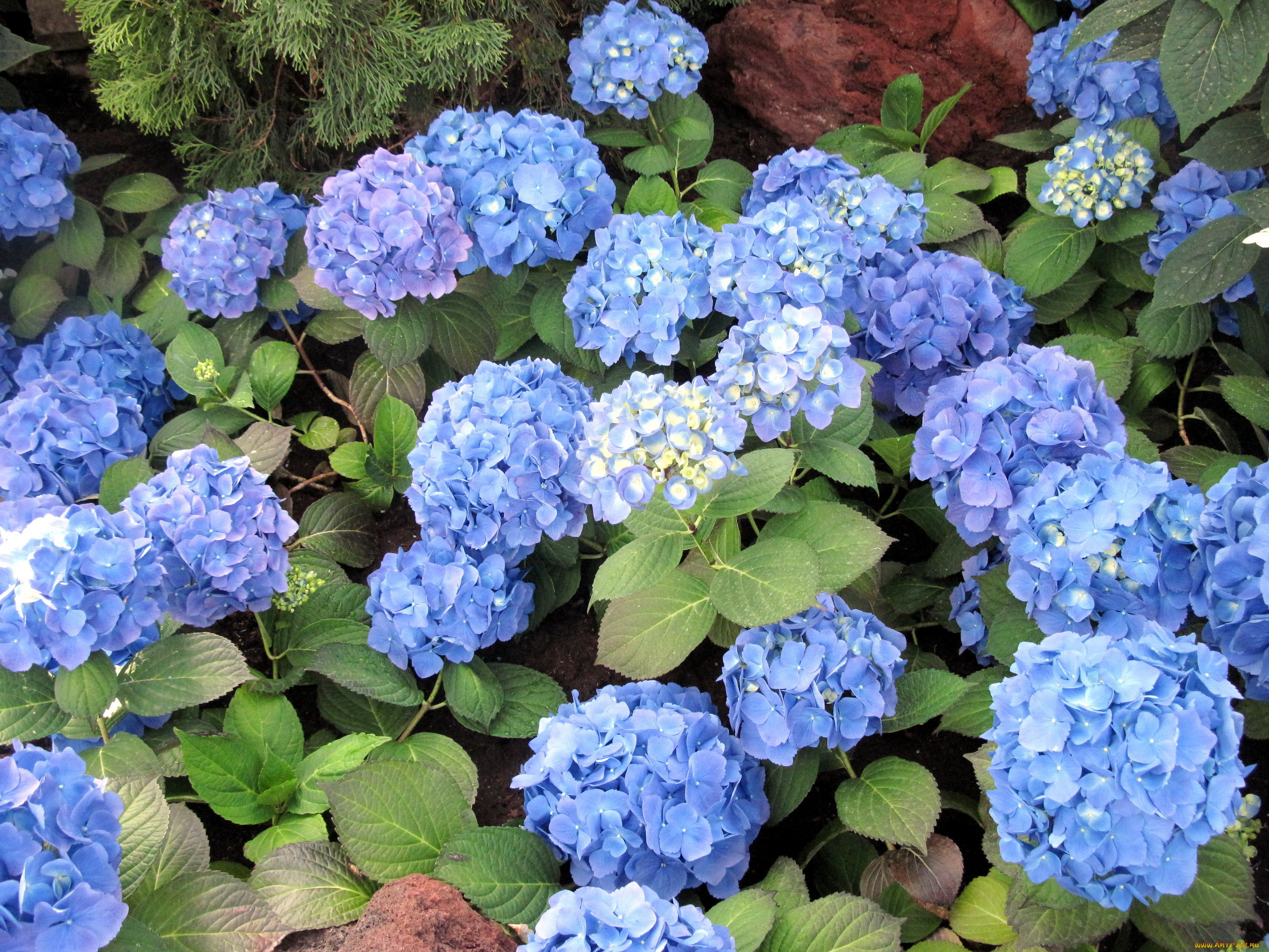 Hydrangea macrophylla Mini Penny ®